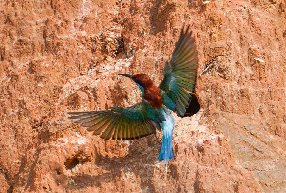 勤勞的成鳥喂完幼鳥，立刻又出發去抓昆虫。李國潮攝