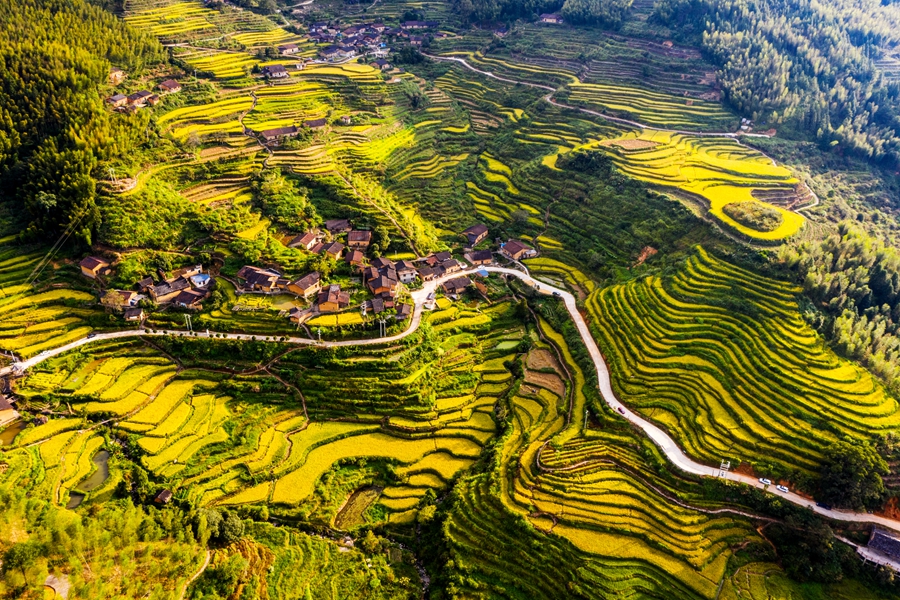 福建武夷山:千亩金灿灿梯田扮靓乡村