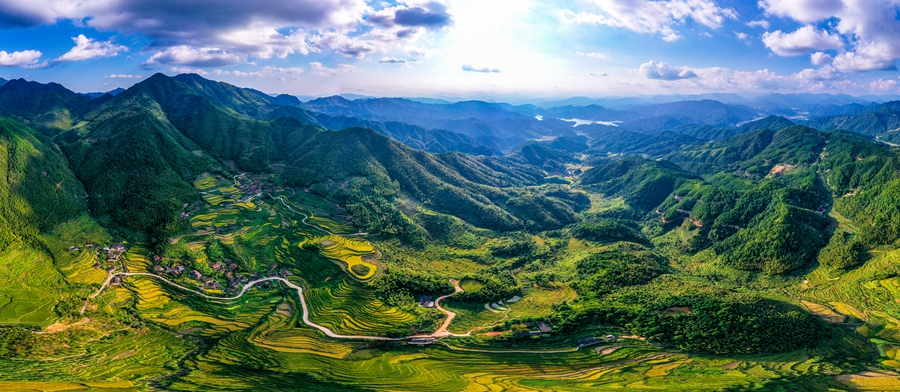 福建武夷山:千亩金灿灿梯田扮靓乡村