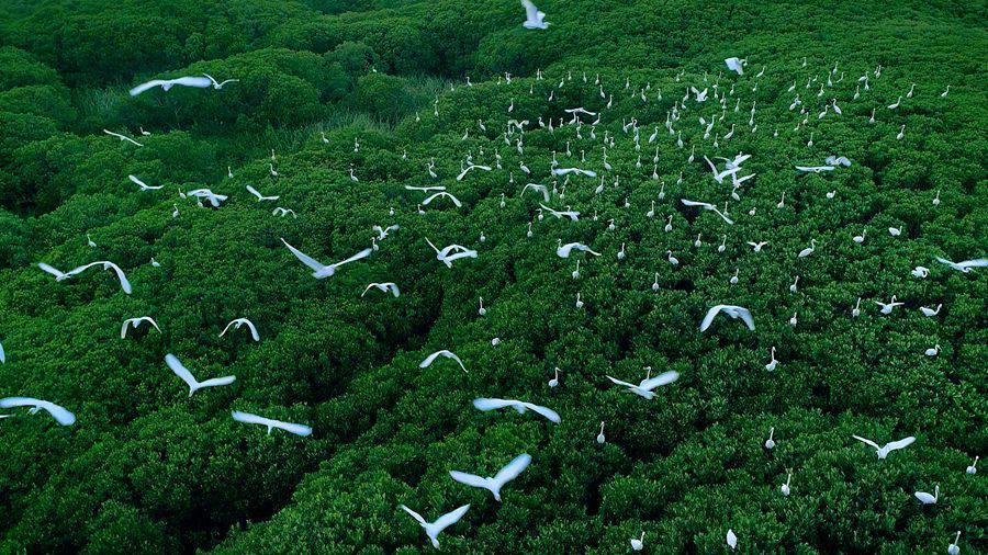 大量候鸟混群营巢于红树林中。刘亮真摄