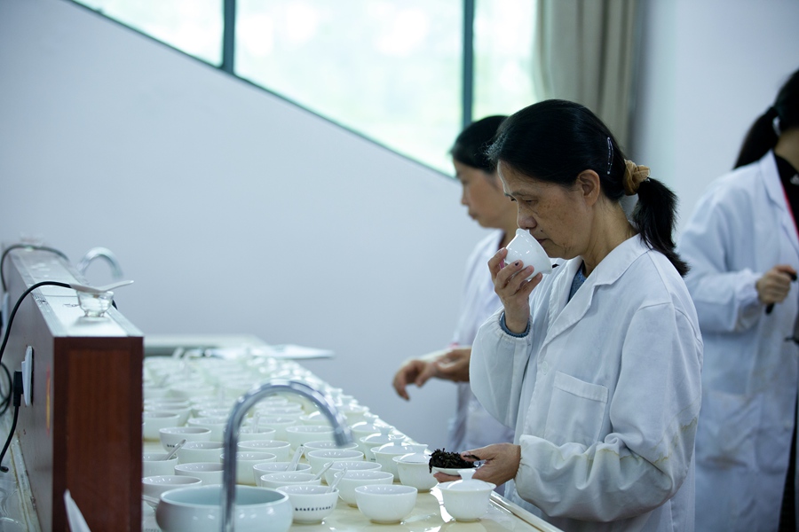 初賽環節，評審團專家正在審評肉桂茶——聞杯香。主辦方供圖