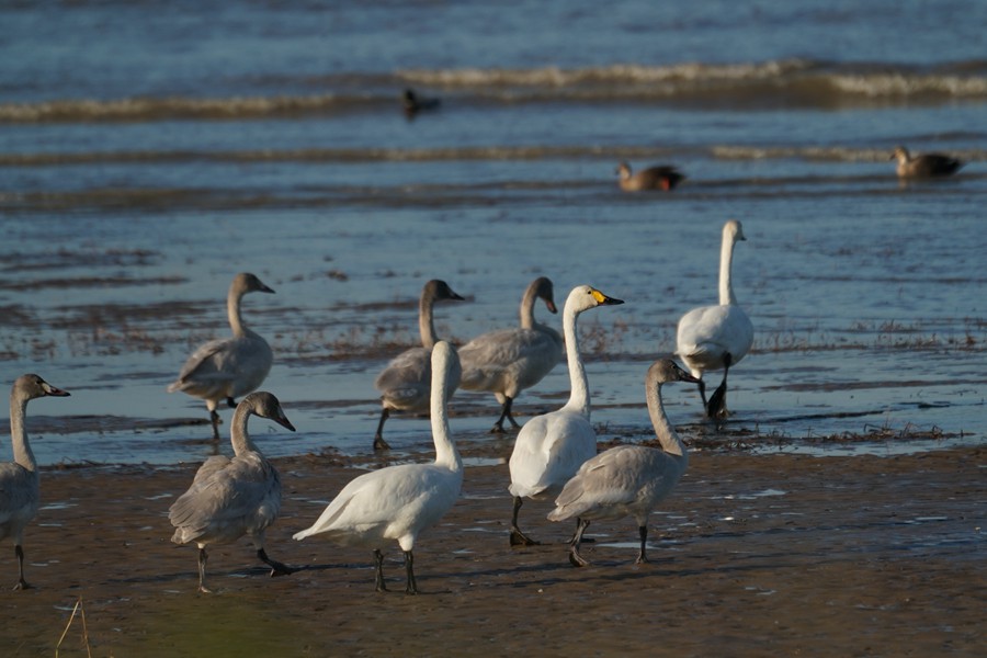 来到闽江河口湿地过冬的大部分为小天鹅。长乐区融媒体中心供图