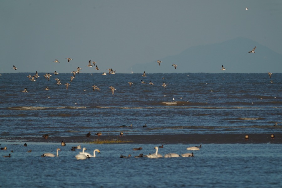 每年10月下旬至11月初，闽江河口湿地的小天鹅都会如约而至，翌年2月末至3月初北迁。长乐区融媒体中心供图