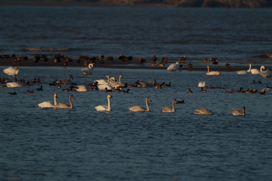 小天鹅迁徙途中常常选择开阔的湖泊、库塘、水流缓慢的河流和邻近的滩涂及农田停歇。长乐区融媒体中心供图