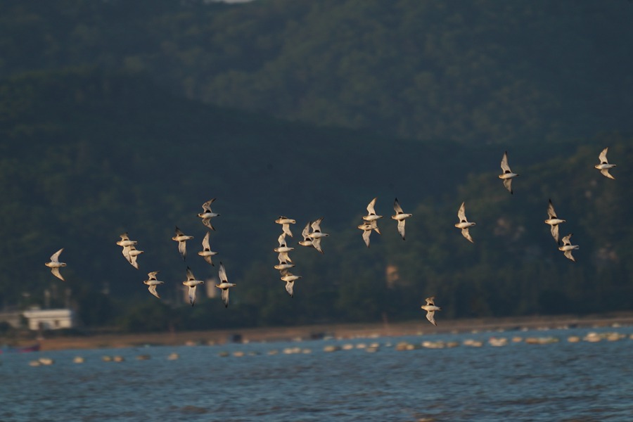 每年11月至12月是闽江河口湿地的最佳观鸟季。长乐区融媒体中心供图