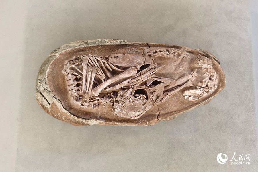 这块有着7200至6600万年历史的化石属于一只没有牙齿的兽脚类恐龙，是迄今为止科学记录的最完整的恐龙胚胎。人民网 刘卿摄