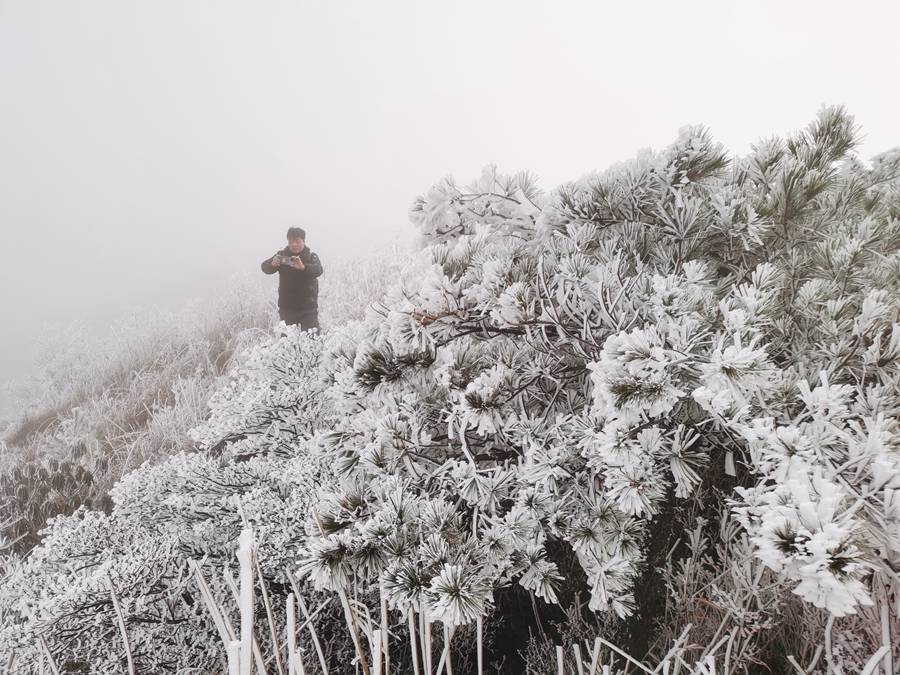 宁德福安白云山出现雾凇冰挂景观。何家进摄