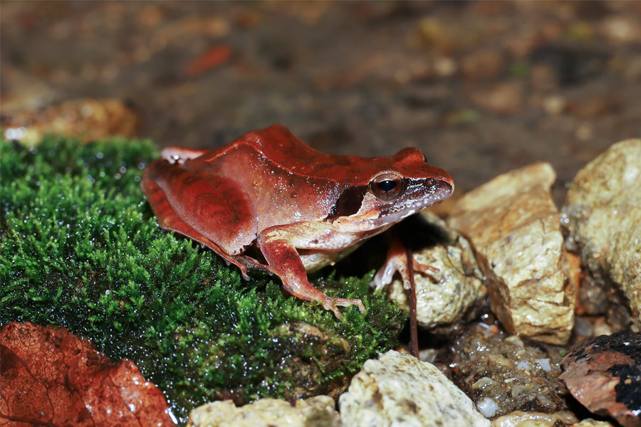 武夷林蛙（雌性）。武夷山國家公園科研監測中心供圖