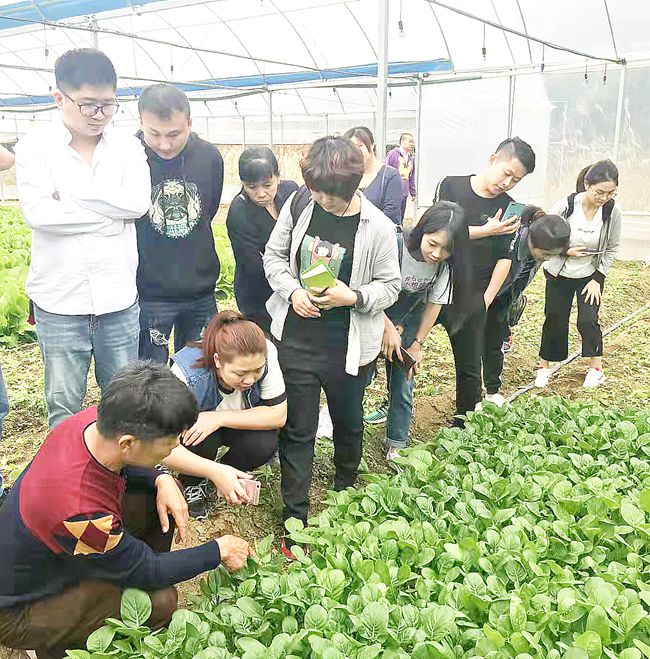 周边地区农技人员来到翔安区新圩镇前埔村庄家宝合作社蔬菜种植大棚观摩学习蔬菜种植技术。陈东海摄