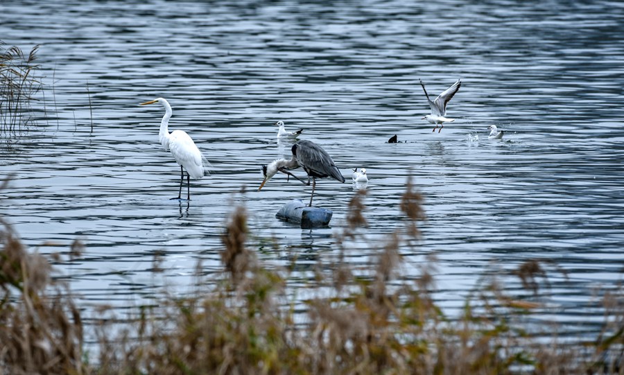 近日，大批越冬候鸟“做客”宁德东湖湿地公园。