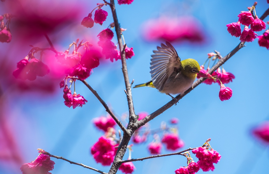 艳丽的樱花引来小鸟栖息。刘其�D摄