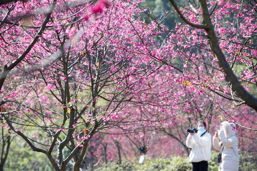 游人在樱花园中留影拍照。刘其�D摄