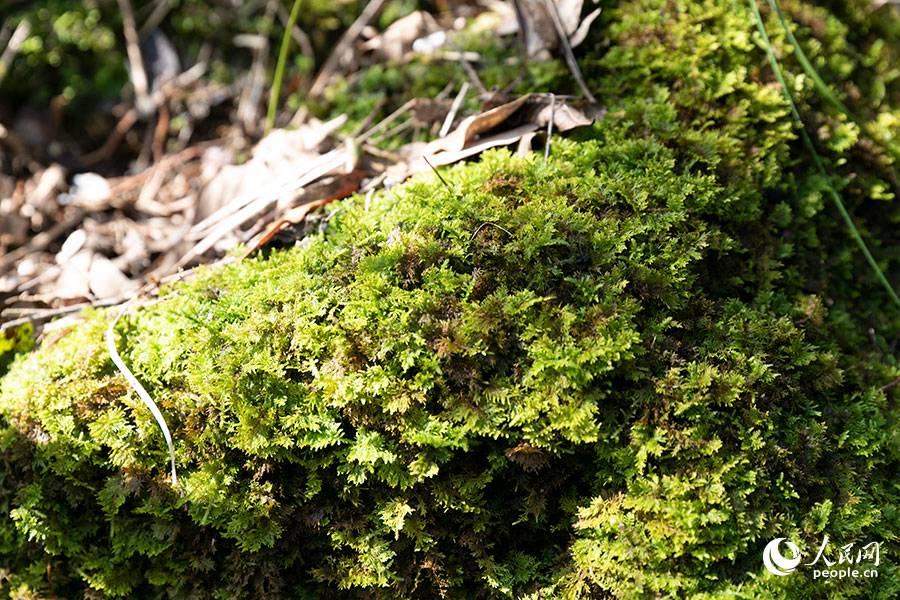 武夷山生态公园苔藓和地衣共生.