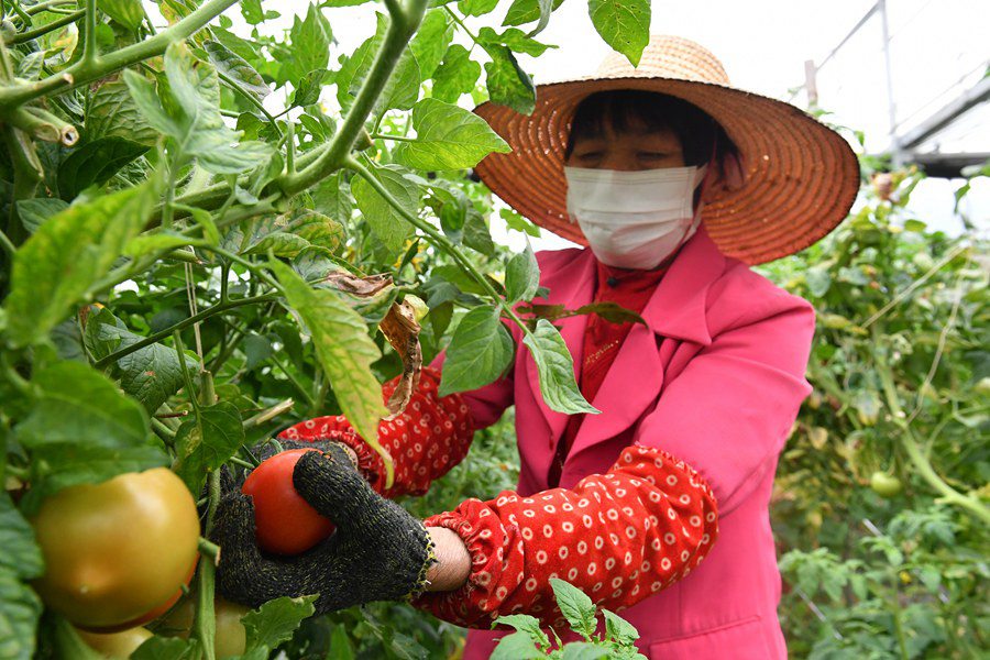蔬菜大棚内,工人正在采摘西红柿。洪坤泽摄
