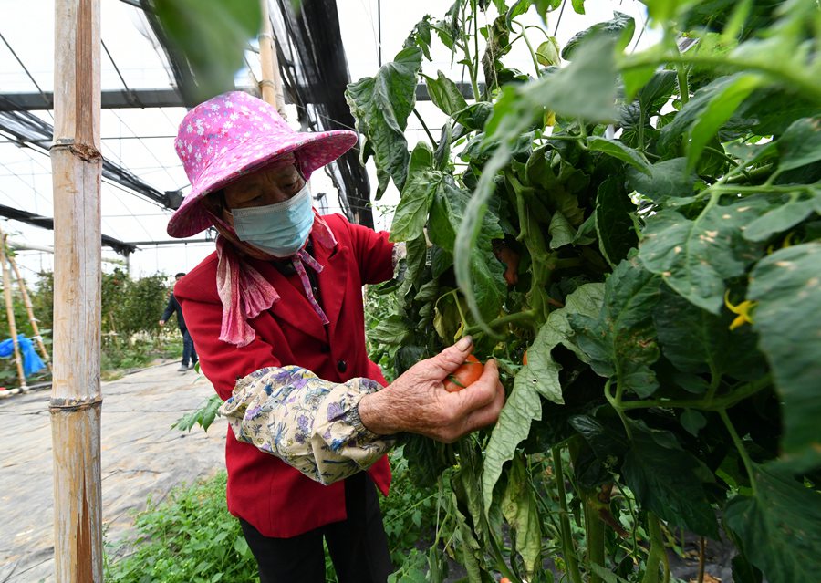 泉港区一家农业企业的生态大棚中,工人正在采摘西红柿。洪坤泽摄