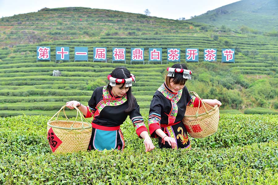“中国白茶之乡”福建福鼎市举办第十一届福鼎白茶开茶节。何仁强摄
