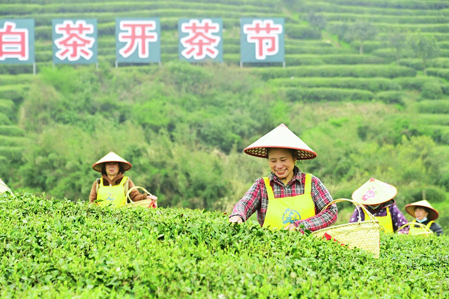 “中国白茶之乡”福建福鼎市举办第十一届福鼎白茶开茶节。谢树渊摄