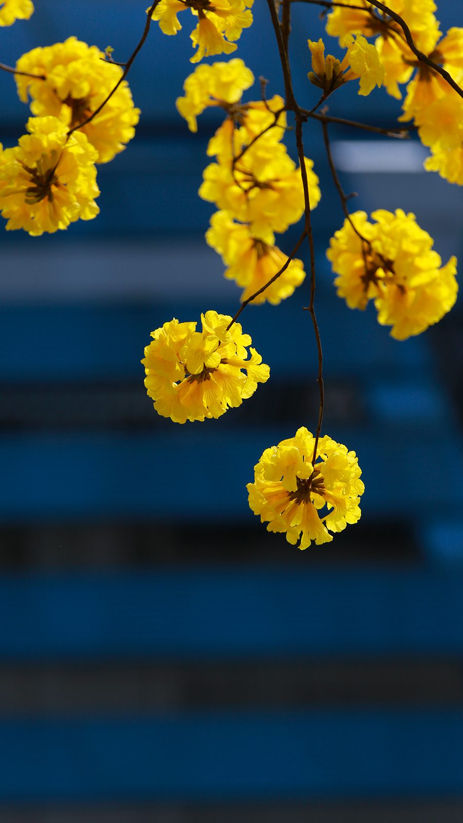 宁德蕉城黄花风铃木花朵盛放。李庆如摄