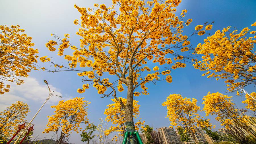 宁德蕉城黄花风铃木花朵盛放。李庆如摄