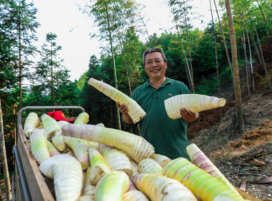 宁化县安乐镇今年春季预计产鲜笋15000吨。黄尉峰摄