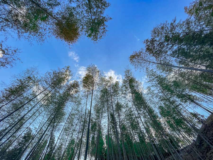 宁化县安乐镇林业资源丰富，全镇林地面积24.5万亩，其中竹林8万亩。黄尉峰摄