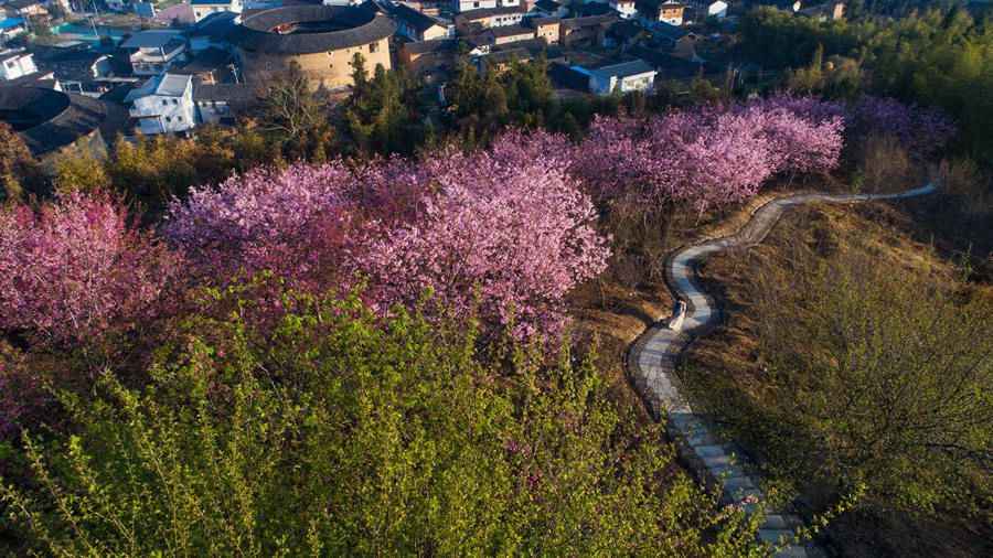 春到土樓，勾勒出一幅醉美風景圖。馮木波攝