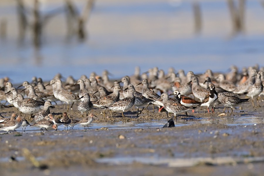 在滩涂觅食的鹬科鸟群，脸部有黑白花纹的为国家二级保护动物翻石鹬。陈浩摄
