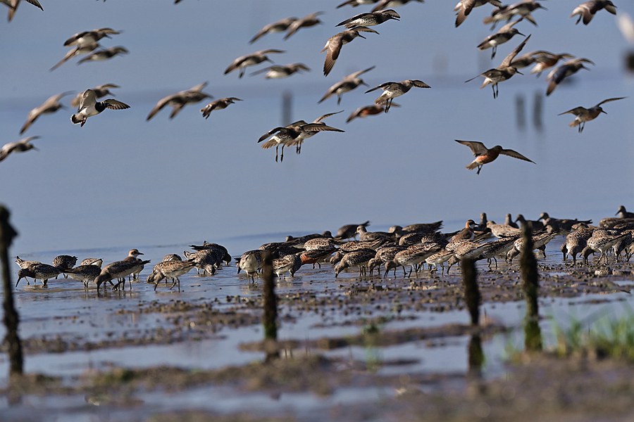 鹬科鸟群随着潮汐在海边滩涂觅食。陈浩摄