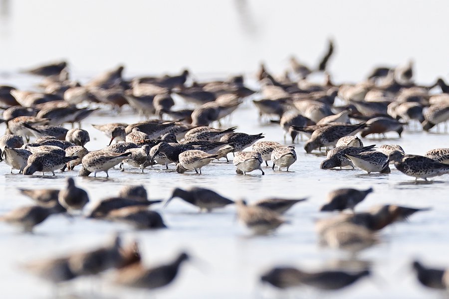 鹬科鸟群用长嘴在滩涂中翻找食物。陈浩摄