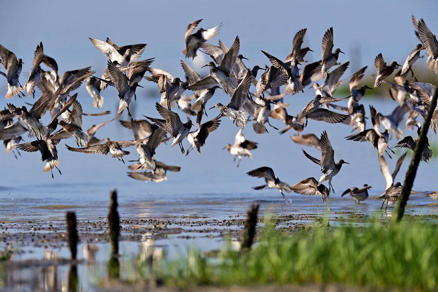 在厦门翔安海域观测到的鹬科鸟群。陈浩摄