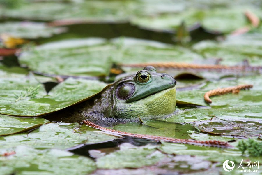 厦门园林植物园内，莲池里蛙声一片。人民网 陈博摄
