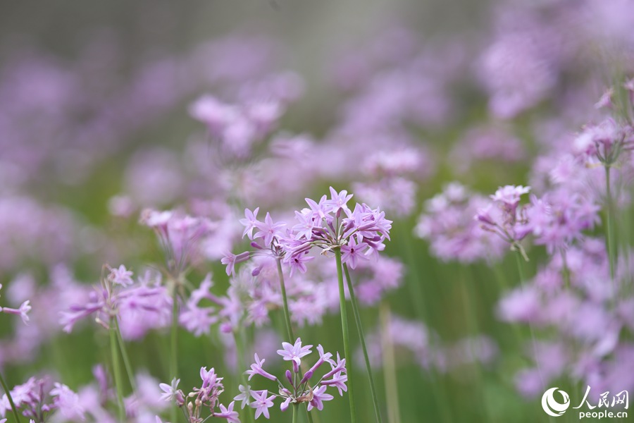 厦门市湖里公园紫娇花连片开放。人民网 陈博摄