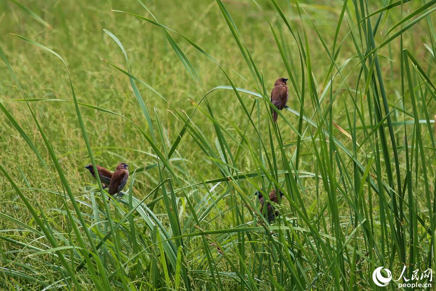 一群斑文鸟在湖里公园湿地中聚会。人民网 陈博摄