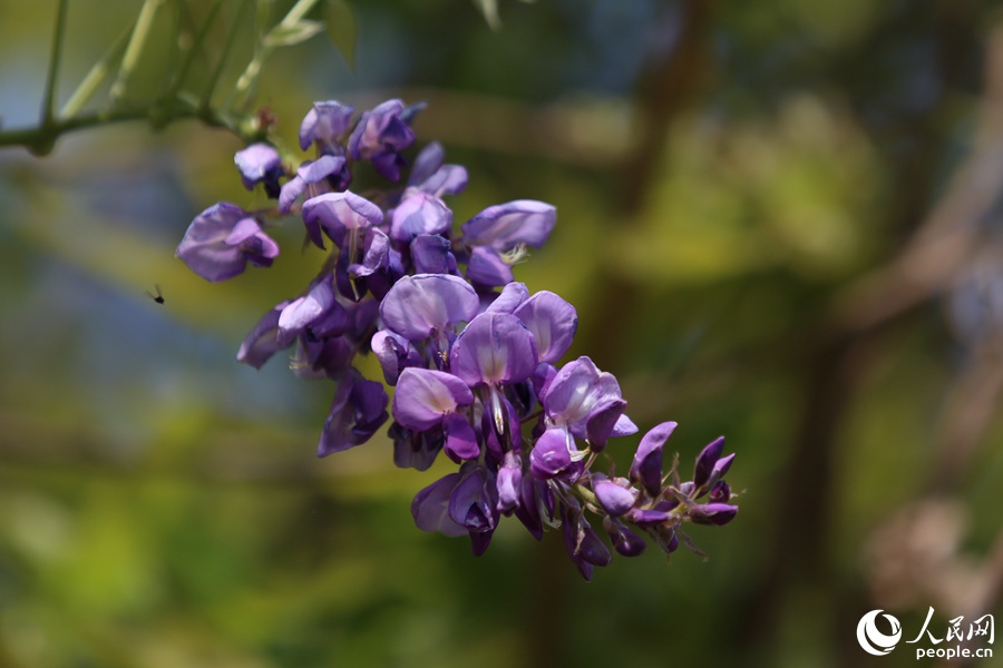 厦门市中山公园的紫藤爬上花架，悄然开放。人民网 陈博摄