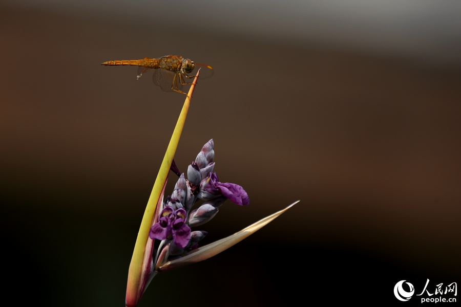 五缘湾湿地公园内，蜻蜓在再力花尖休憩。人民网 陈博摄