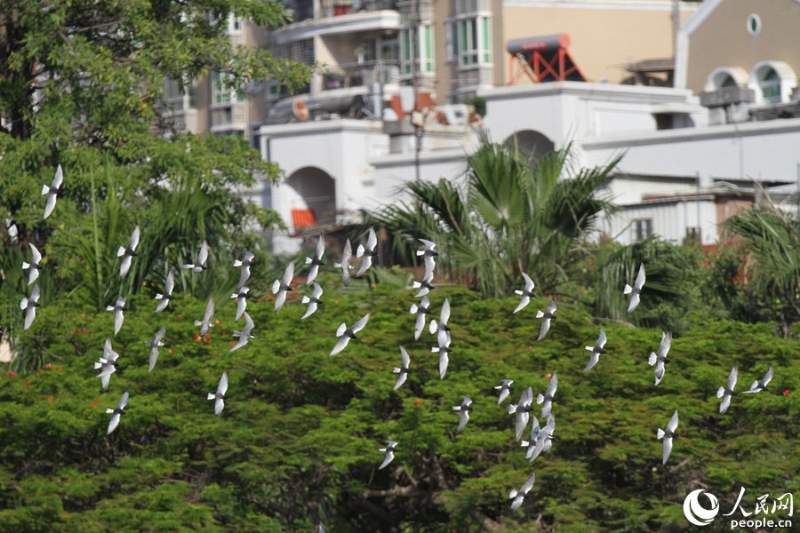 鸥群在厦门�o�Y湖畔飞行。人民网 陈博摄