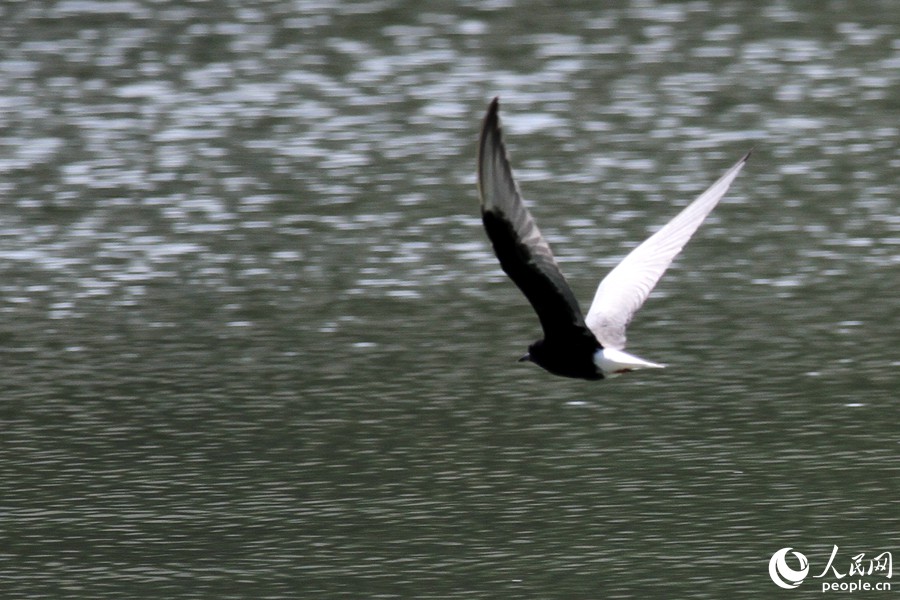 在�o�Y湖面上觅食的白翅浮鸥。人民网 陈博摄