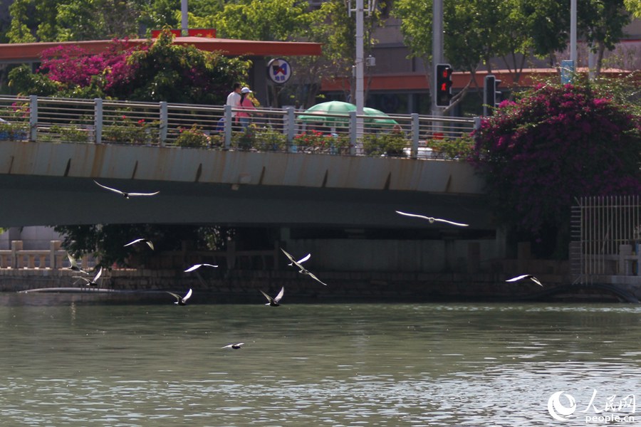 成群觅食的白翅浮鸥吸引过路市民围观。人民网 陈博摄