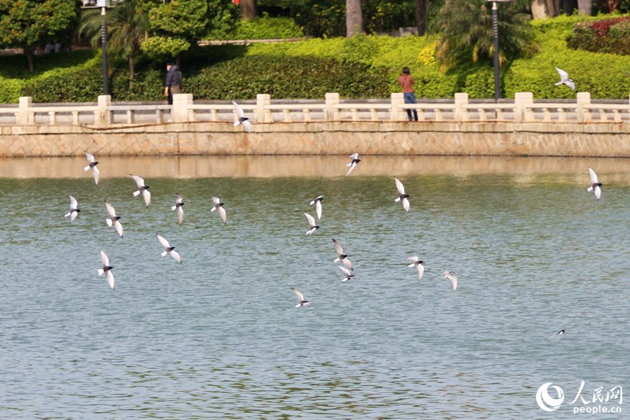 鸥群在厦门�o�Y湖畔飞行。人民网 陈博摄
