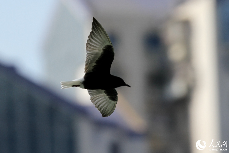 白翅浮鸥的身体呈黑色，翅膀羽毛黑白交替。人民网 陈博摄