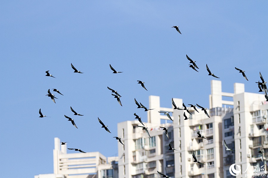 鸥群在槟榔路上空飞行。人民网 陈博摄