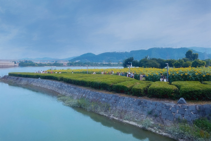 市民游客在向日葵花海打卡拍照。漳州市职业摄影协会供图