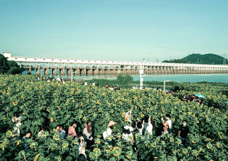 市民游客在向日葵花海打卡拍照。漳州市职业摄影协会供图