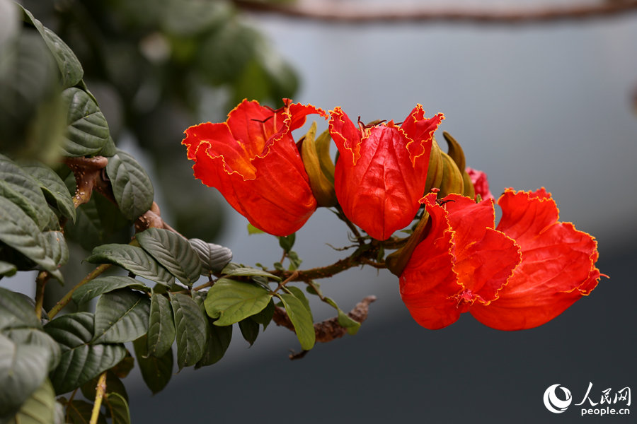 火焰木花朵呈红色或橙红色。人民网 陈博摄