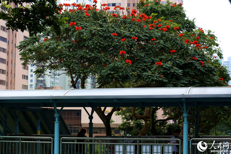 厦门市文灶BRT站旁的火焰木。人民网 陈博摄