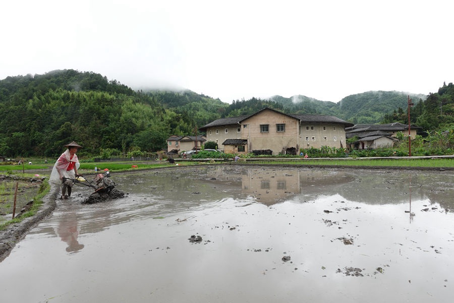 在不远处的古香古色土楼衬映下，农户在水田里忙碌。南靖县融媒体中心供图