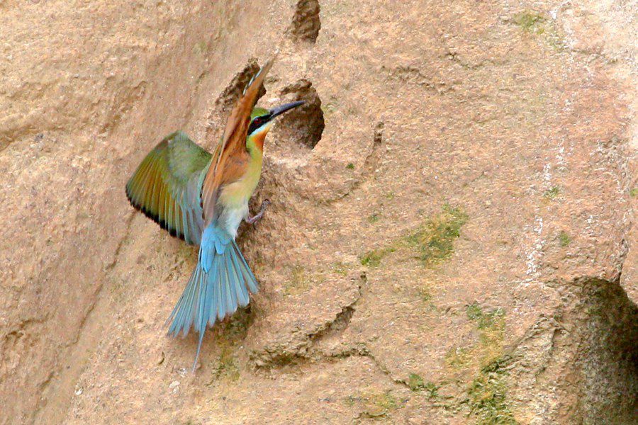 国家二级保护动物栗喉蜂虎有“中国最美小鸟”的美称。茅罗平摄