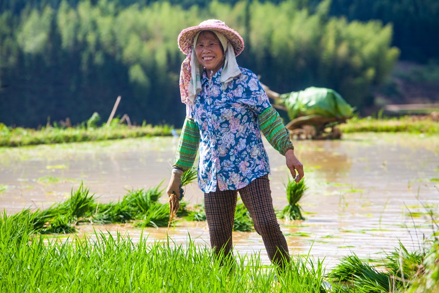 将乐县安仁乡水稻种植户在劳作中休息。董观生摄