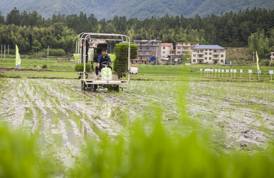 将乐县白莲镇开展机械化水稻种植。董观生摄