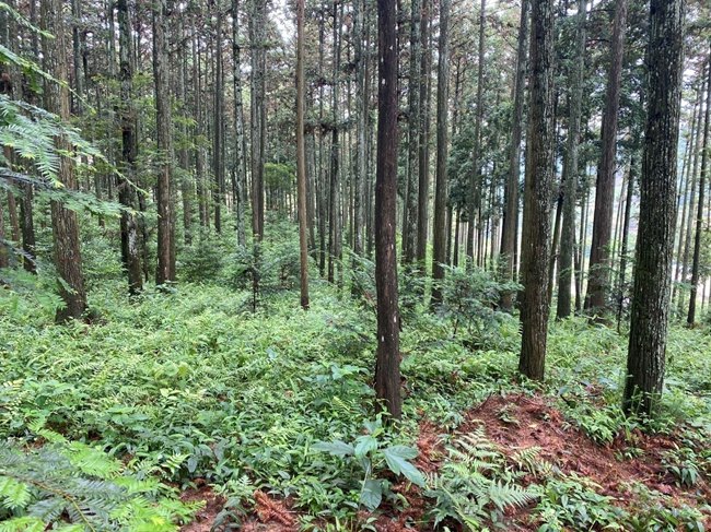 沙县官庄国有林场大径材培育示范基地。王��欣 摄